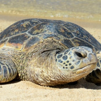 Poipu Beach - Honu turtle on the beach. - Beaches Near Me - Koloa, Hawaii Poipu Beach - Honu turtle on the beach. - Beaches Near Me - Koloa, Hawaii