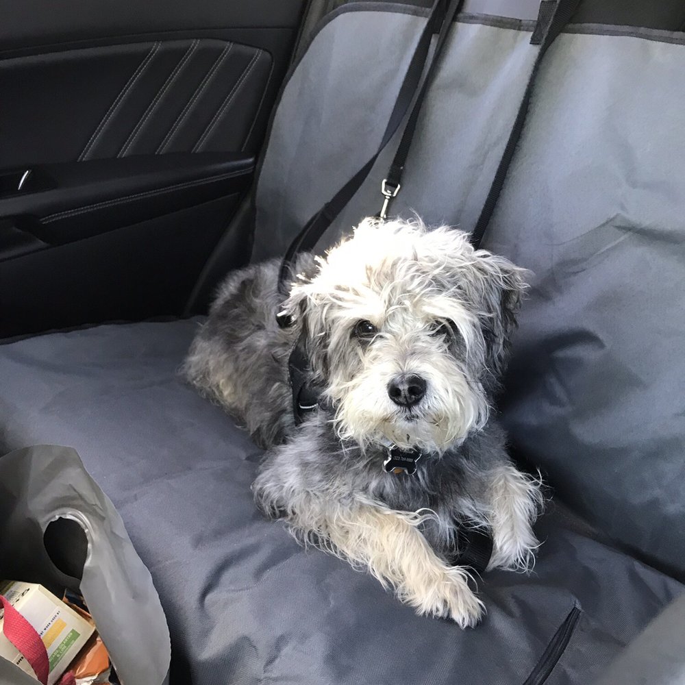 Dirty Dog Day Spa - Before picture: Harley Wild - Pet Groomers Near Me - Tigard, Oregon Dirty Dog Day Spa - Before picture: Harley Wild - Pet Groomers Near Me - Tigard, Oregon
