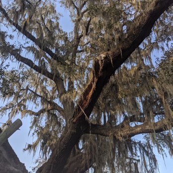 Champion Tree - Tree Services Near Me