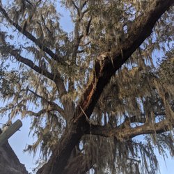Champion Tree