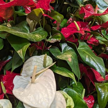 NorthPark Center - Up close of live Anthurium Christmas trees - Shopping Centers Near Me - Dallas, Texas