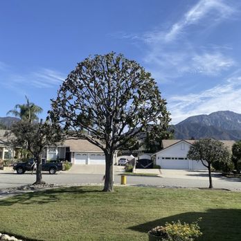 Yucaipa Tree Maintenance - Tree Services Near Me Yucaipa Tree Maintenance - Tree Services Near Me