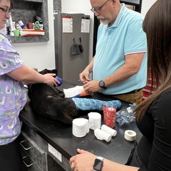 Rotten Rottie Rescue - Trevor at Dr. carr's pet repair