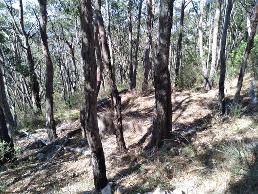 Cleland National Park by null