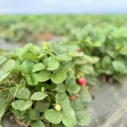 The Beach Street Cafe - The sweet smell of strawberries was wonderful!