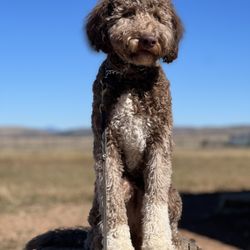 Armor K9 - Board & Train Charlie