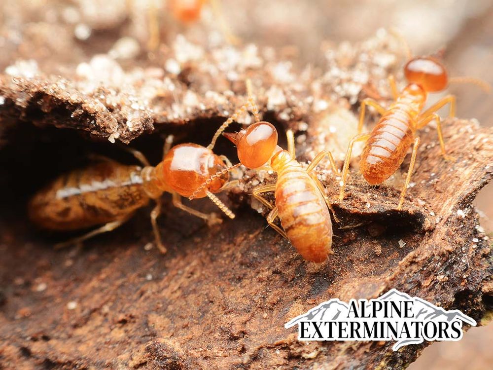 ALPINE EXTERMINATORS Updated September 2024 13301 Fishmarket Rd