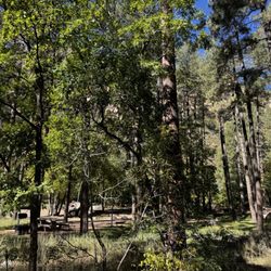 Coconino National Forest