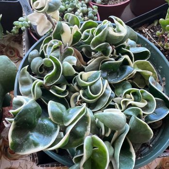 Eco Gro - Variegated Hindu rope! SO hard to find, and a definite wishlist plant. - Nurseries & Gardening Near Me - Tucson, Arizona Eco Gro - Variegated Hindu rope! SO hard to find, and a definite wishlist plant. - Nurseries & Gardening Near Me - Tucson, Arizona