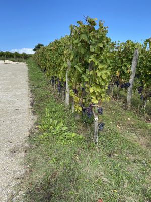 L'Atelier de Candale - Saint-Emilion by null