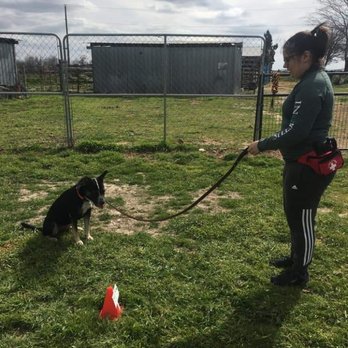 Training by Tara - K9 Workingmind - Pet Training Near Me - Austin, Texas