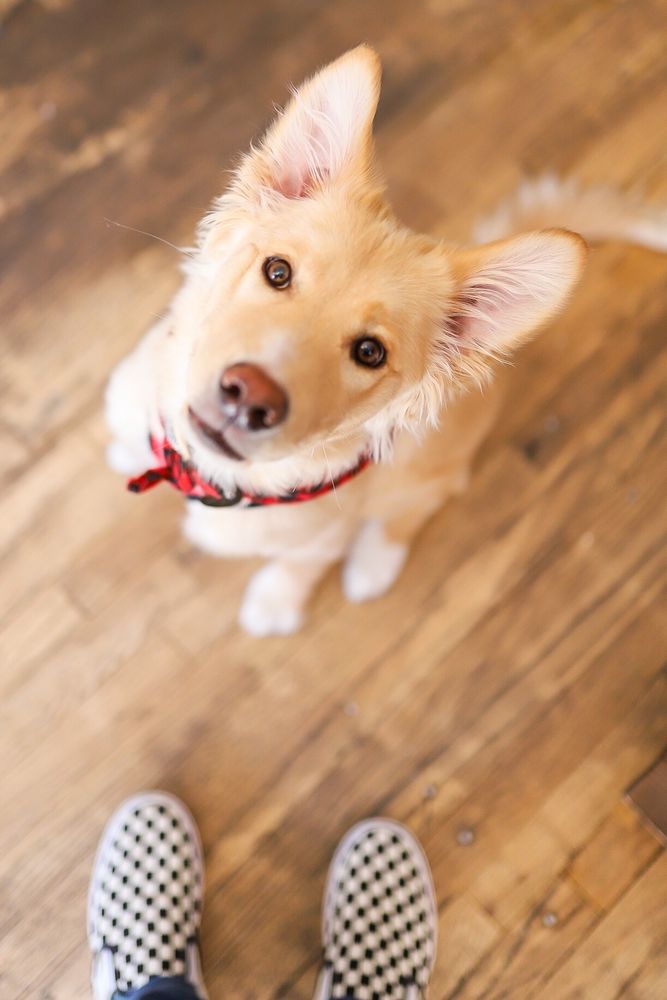 DOGGY STYLE GROOMING Updated August 2024 115 E Ute St, Farmington