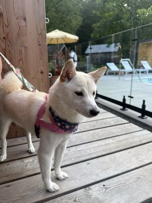 Dandelion - Restaurant by null