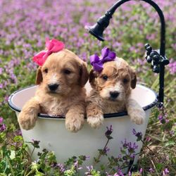 Heart Of Texas Doodles - Doodle puppies