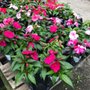Photo of Sara's Garden Center