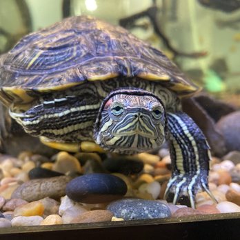 Fiore Montessori School - Class pet (rainbow) - Montessori Schools Near Me - Vienna, Virginia Fiore Montessori School - Class pet (rainbow) - Montessori Schools Near Me - Vienna, Virginia
