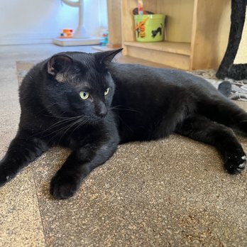 The Cat Cafe - Coffee & Tea Near Me - San Diego, California The Cat Cafe - Coffee & Tea Near Me - San Diego, California
