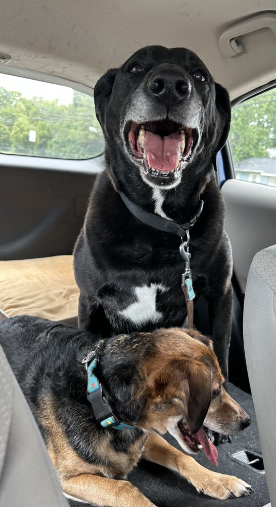 HAPPY PAWS PET RETREAT Updated October 2024 15 Reaghs Way, Oxford