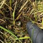 Photo of Mucky Boot Pest Control