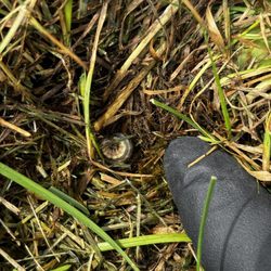 Mucky Boot Pest Control - Grub Treatments