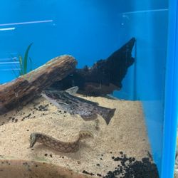 Koi Smart - Fishers wood cat