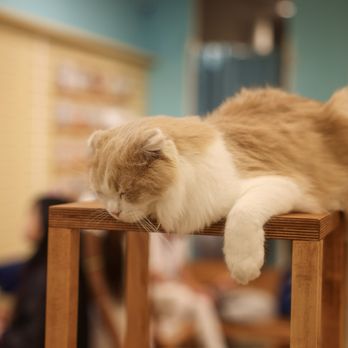 Cat Cafe Moff - a cat sleeping on a table - Themed Cafes Near Me - Honolulu, Hawaii