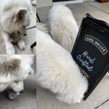 Java House  - Moon & Luna enjoying pup cups - Coffee & Tea Near Me - Carmel, Indiana