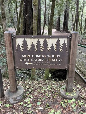 Montgomery Woods State Natural Reserve by null