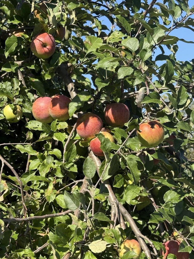 Food from Collegeville Orchards