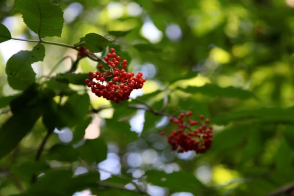 Porcupine Mountains Wilderness State Park by null