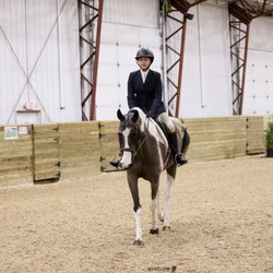 Dapple Hill Farm - Fred strutting his fantabulous self