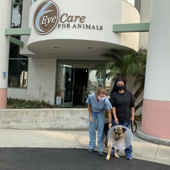 Eye Care for Animals - Pasadena - Veterinarians Near Me - Pasadena, California Eye Care for Animals - Pasadena - Veterinarians Near Me - Pasadena, California