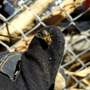 Photo of Save The Queen Bee