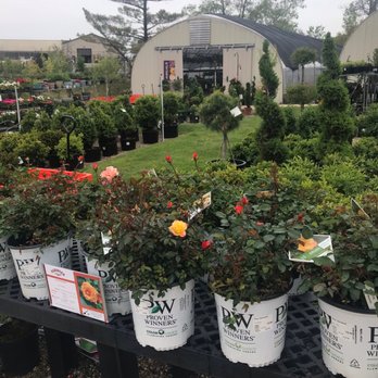 Hubinger Landscaping - Rose bushes - Nurseries & Gardening Near Me - Crown Point, Indiana