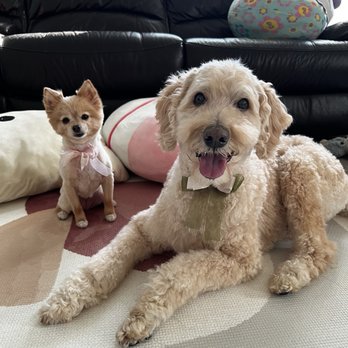 Ann's Pet Grooming - Pet Groomers Near Me - Brea, California