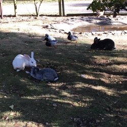 Greifvogel Und Wildgehege Park - Süß