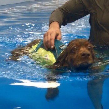 The Water Bark - Manny started with the life jacket and graduated to swimming solo after gaining some confidence! - Pet Services Near Me - Oklahoma City, Oklahoma The Water Bark - Manny started with the life jacket and graduated to swimming solo after gaining some confidence! - Pet Services Near Me - Oklahoma City, Oklahoma