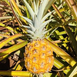 Aloha Circle Island Tours