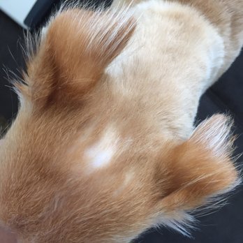 Petco - The groomer got sooo close with the clippers, you can see our son's skull - Pet Stores Near Me - Honolulu, Hawaii Petco - The groomer got sooo close with the clippers, you can see our son's skull - Pet Stores Near Me - Honolulu, Hawaii
