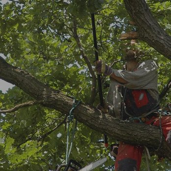 Tony's Tree Care - a man in a tree - Tree Services Near Me - Bolingbrook, Illinois Tony's Tree Care - a man in a tree - Tree Services Near Me - Bolingbrook, Illinois