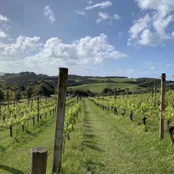 Mudbrick Vineyard and Restaurant - I think this section of the vineyard is for photo opportunities because it's not sectioned off hehe - Wineries Near Me - Auckland, AUK Mudbrick Vineyard and Restaurant - I think this section of the vineyard is for photo opportunities because it's not sectioned off hehe - Wineries Near Me - Auckland, AUK