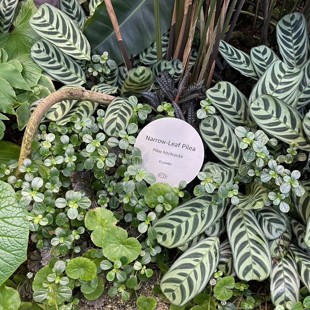 Amazon Spheres - Botanical Gardens Near Me - Seattle, Washington Amazon Spheres - Botanical Gardens Near Me - Seattle, Washington