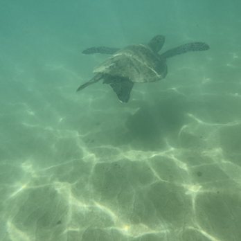 Aloha Snorkel & Surf Co. - Green Sea Turtle - Beach Equipment Rentals Near Me - Kihei, Hawaii Aloha Snorkel & Surf Co. - Green Sea Turtle - Beach Equipment Rentals Near Me - Kihei, Hawaii