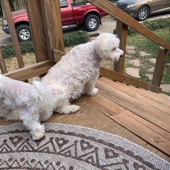 Mud Puppies - Riverside - Pet Groomers Near Me - Austin, Texas