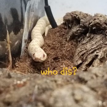 DFW Reptarium - This is him as a month-old hatchling, the day we met him @ the Reptarium! Awesome habitat they keep their reps in. - Pet Stores Near Me - Plano, Texas