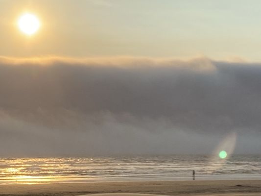 Grizzly Tuna by null