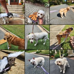 Furry Land Mobile Grooming | Mobile Dog & Cat Grooming