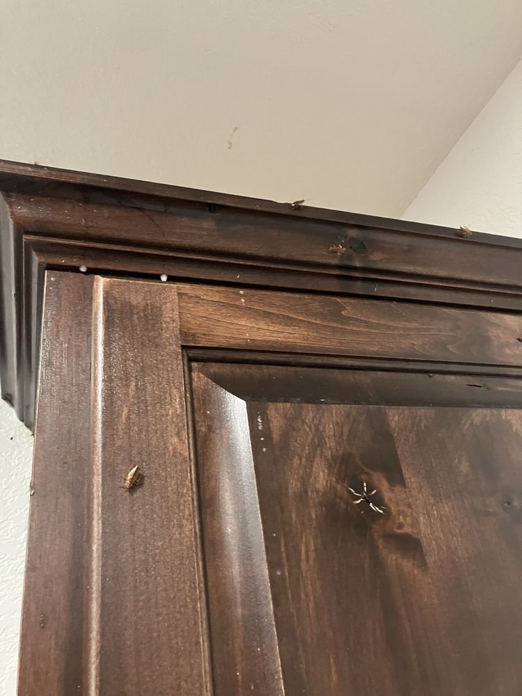 Bug King - veterans service organization in New Braunfels, TX