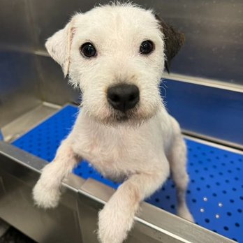 Hollywood Feed - Pet Stores Near Me - Collierville, Tennessee Hollywood Feed - Pet Stores Near Me - Collierville, Tennessee