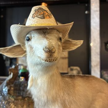 Dysfunctional Grace - goat - Art Galleries Near Me - Tampa, Florida Dysfunctional Grace - goat - Art Galleries Near Me - Tampa, Florida
